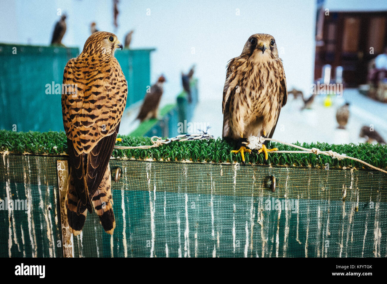 Doha Qatar November 20 2013 Falcons For Sale In Doha