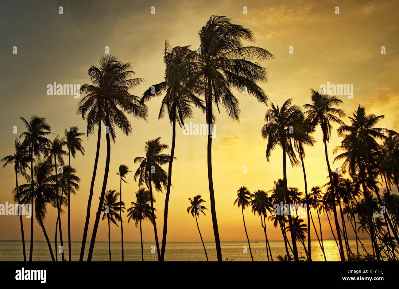 sunset sky with palm trees tropical destination Asia Caribbean Thailand