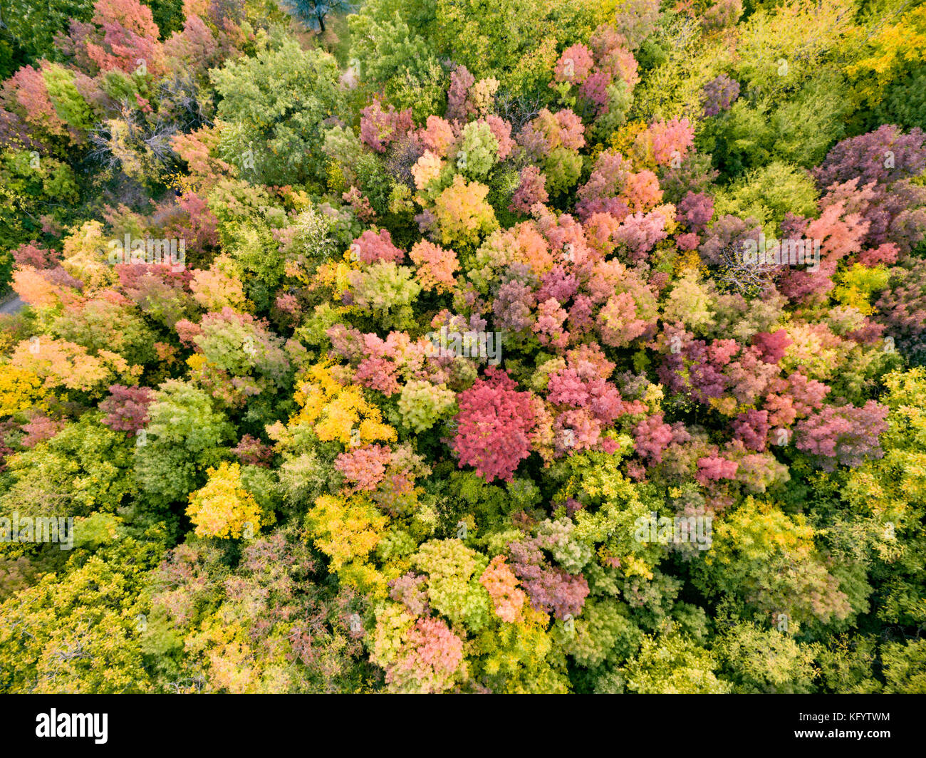 Drone aerial top view of autumn colorful trees in wild park Stock Photo ...