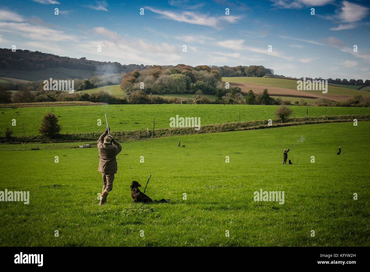 Gentleman shooting a pheasant on driven shoot, Hampshire, England. Stock Photo