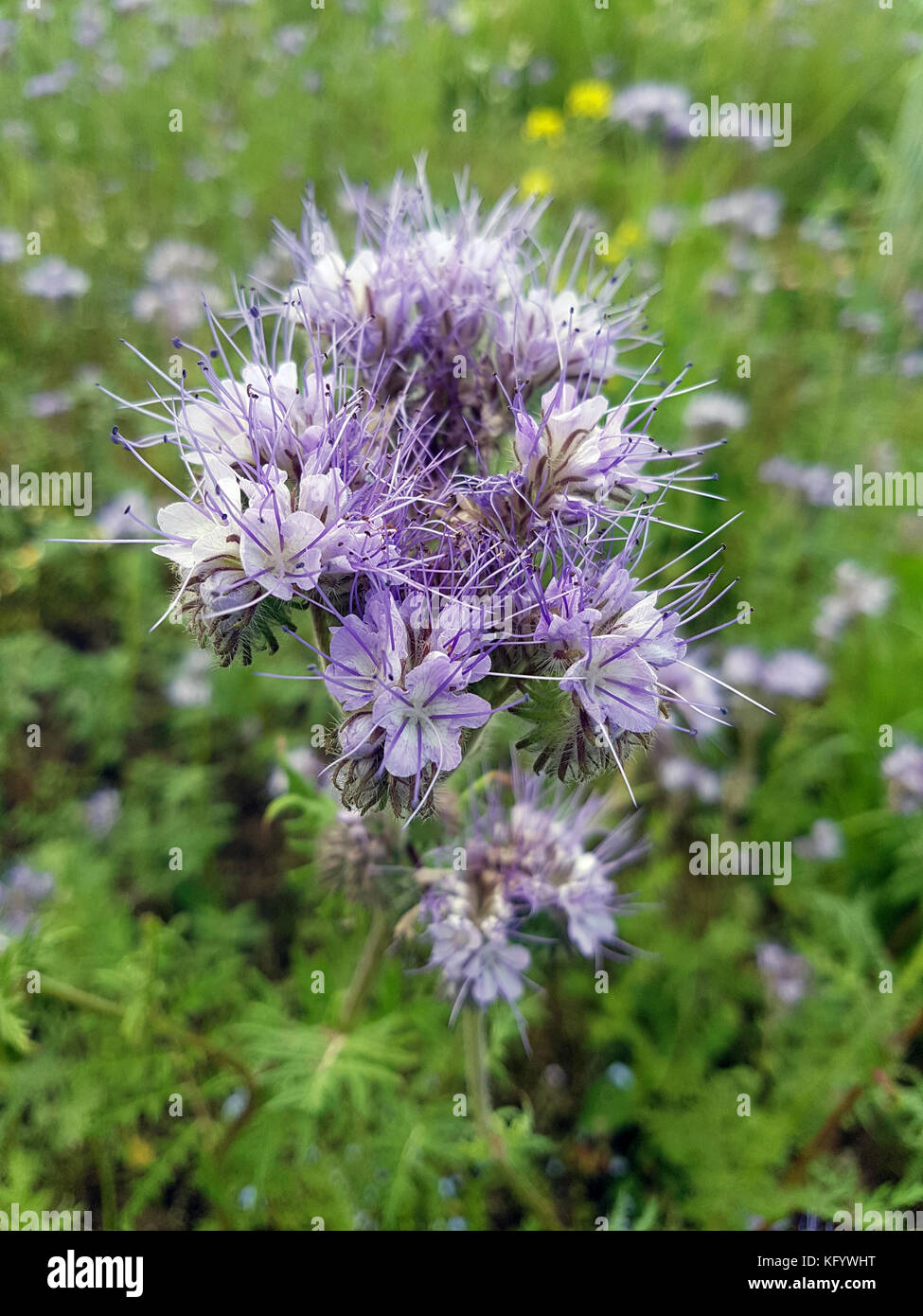 Phacelia, Gruenduengung, Phacelia; tanacetifolia Stock Photo