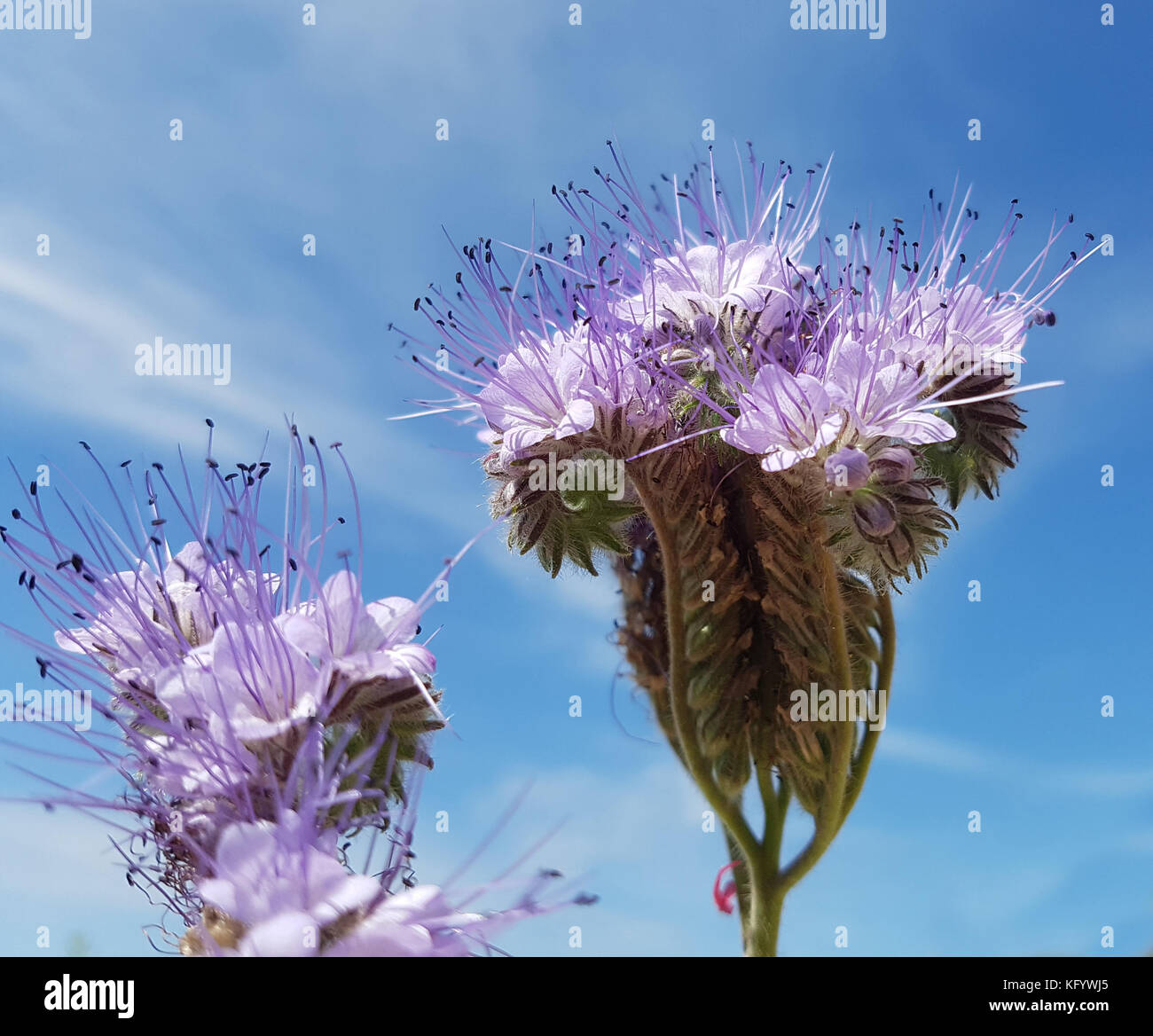 Phacelia, Gruenduengung, Phacelia; tanacetifolia Stock Photo