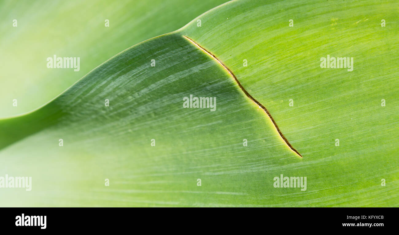 texture and close up of a leaf like abstract background Stock Photo - Alamy