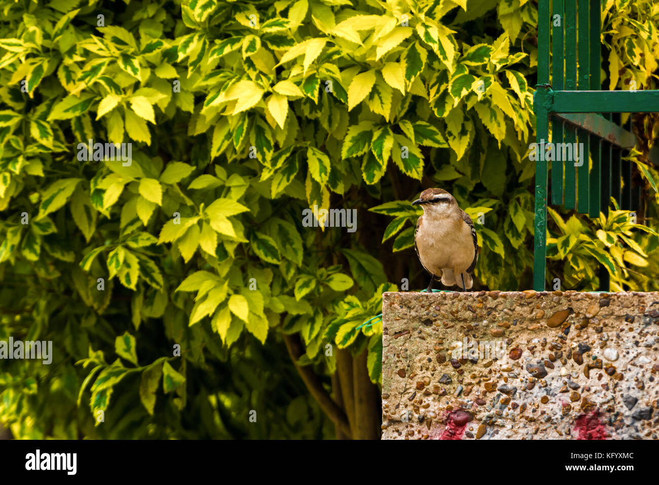 Little bird standing in the corner of a fence in La Plata Buenos Aires Stock Photo