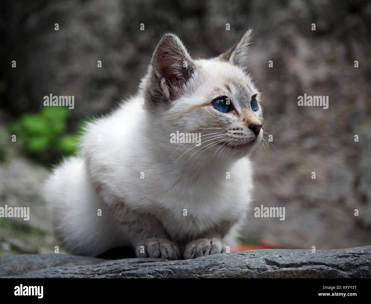Portrait of a cute white and gray cat Stock Photo - Alamy