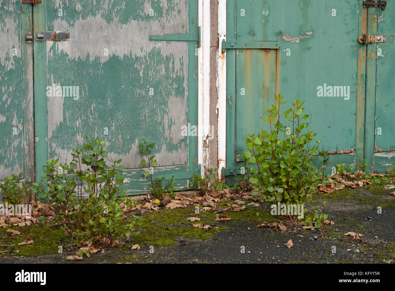 plants and bushes growing outside disused garages,England, UK Stock