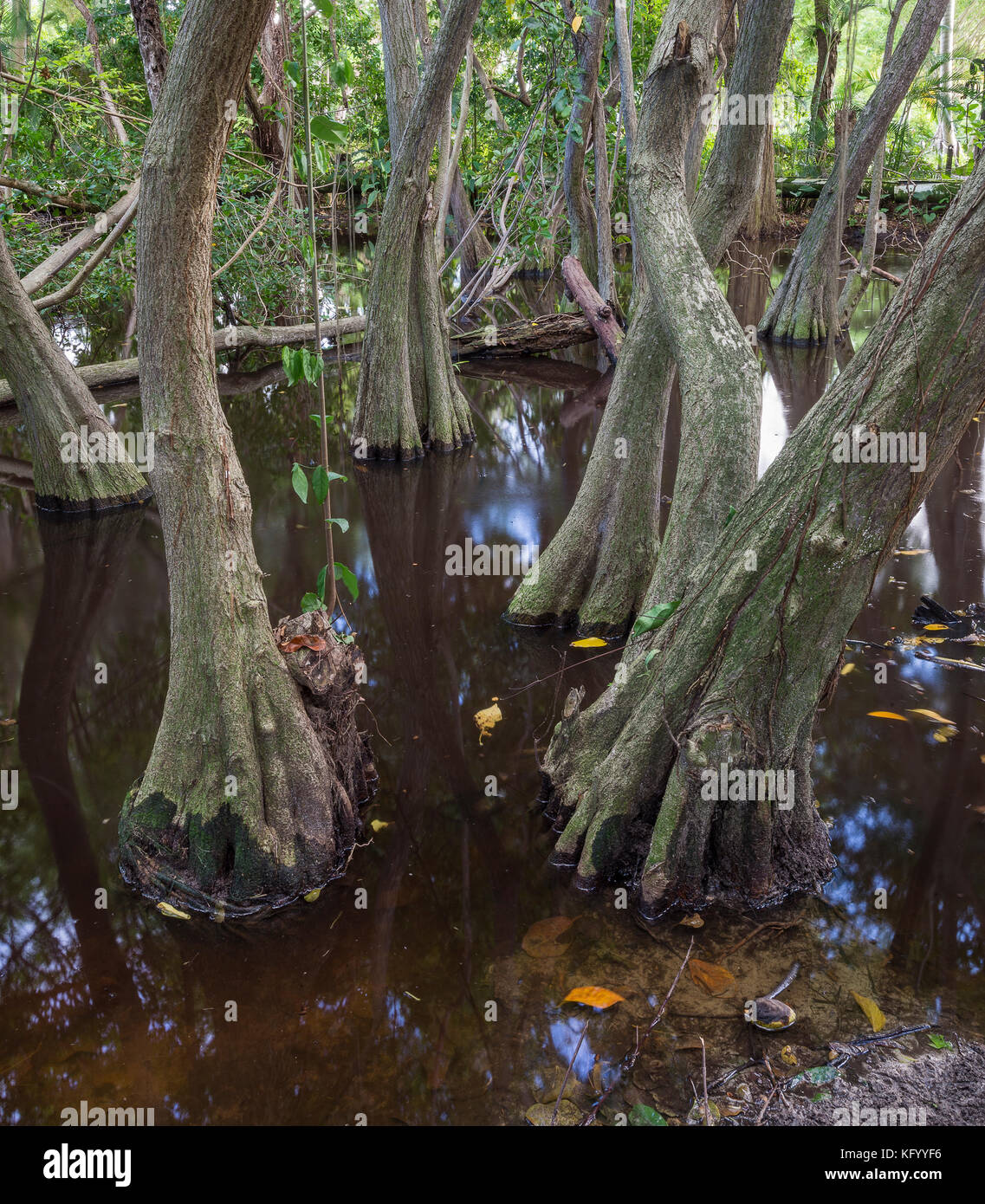 The bog in the primeval forest with rees and plants Stock Photo - Alamy