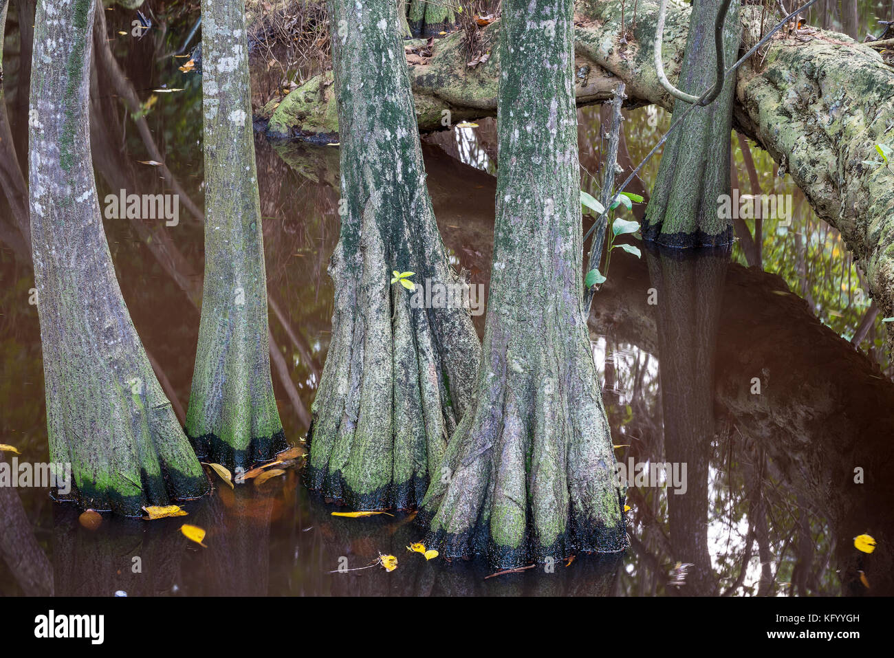 The bog in the primeval forest with rees and plants Stock Photo - Alamy