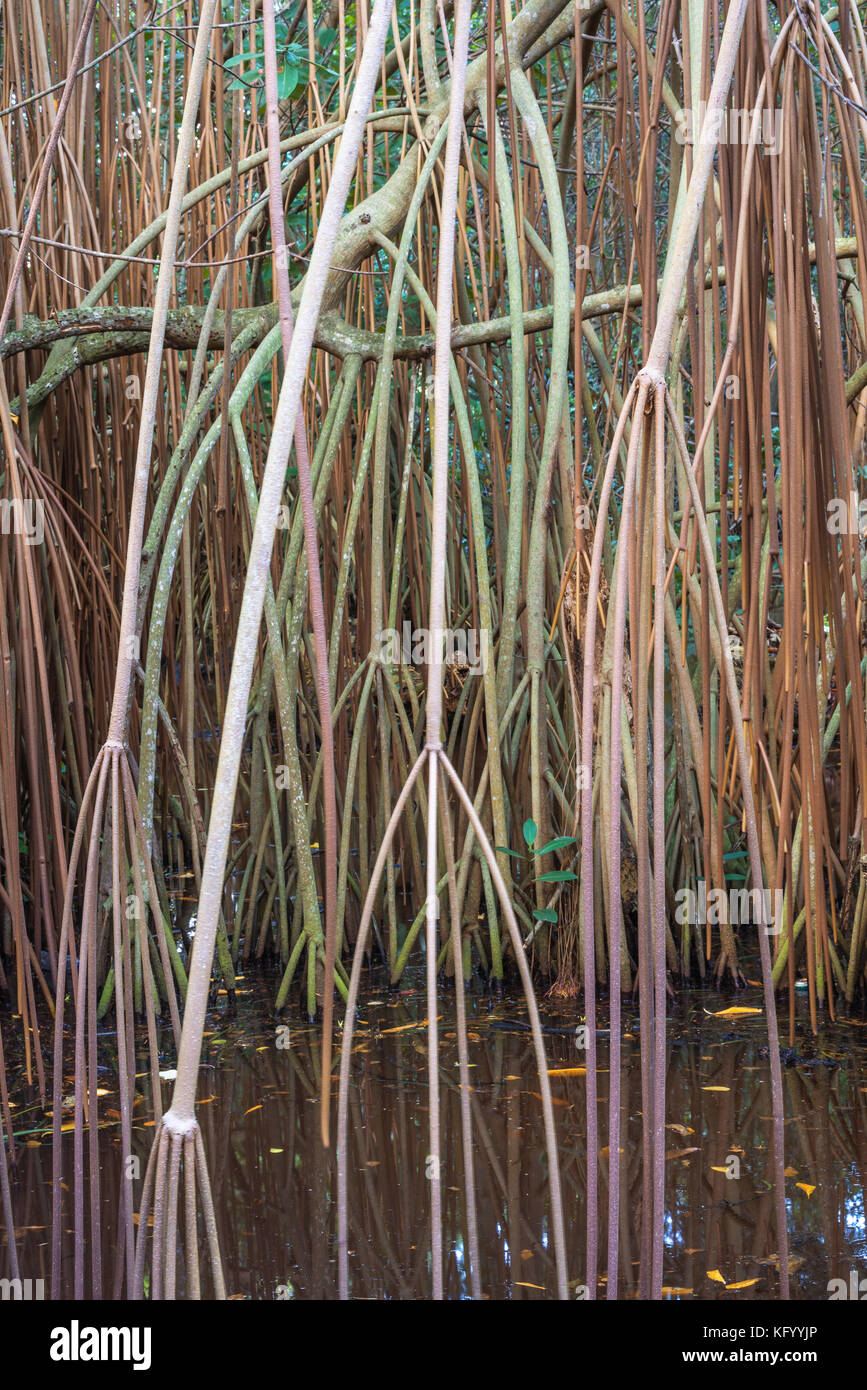 The bog in the primeval forest with rees and plants Stock Photo - Alamy