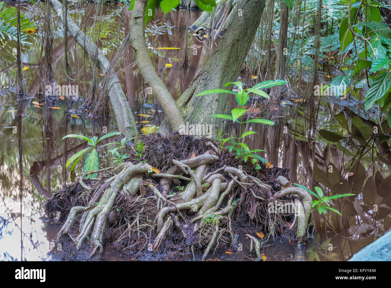 The bog in the primeval forest with rees and plants Stock Photo - Alamy