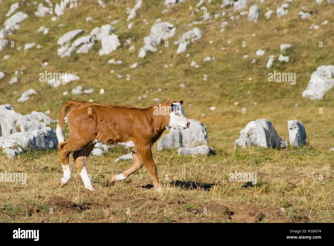 Calf in pasture in the mountain of Vercors. (French Alps) Stock Photo