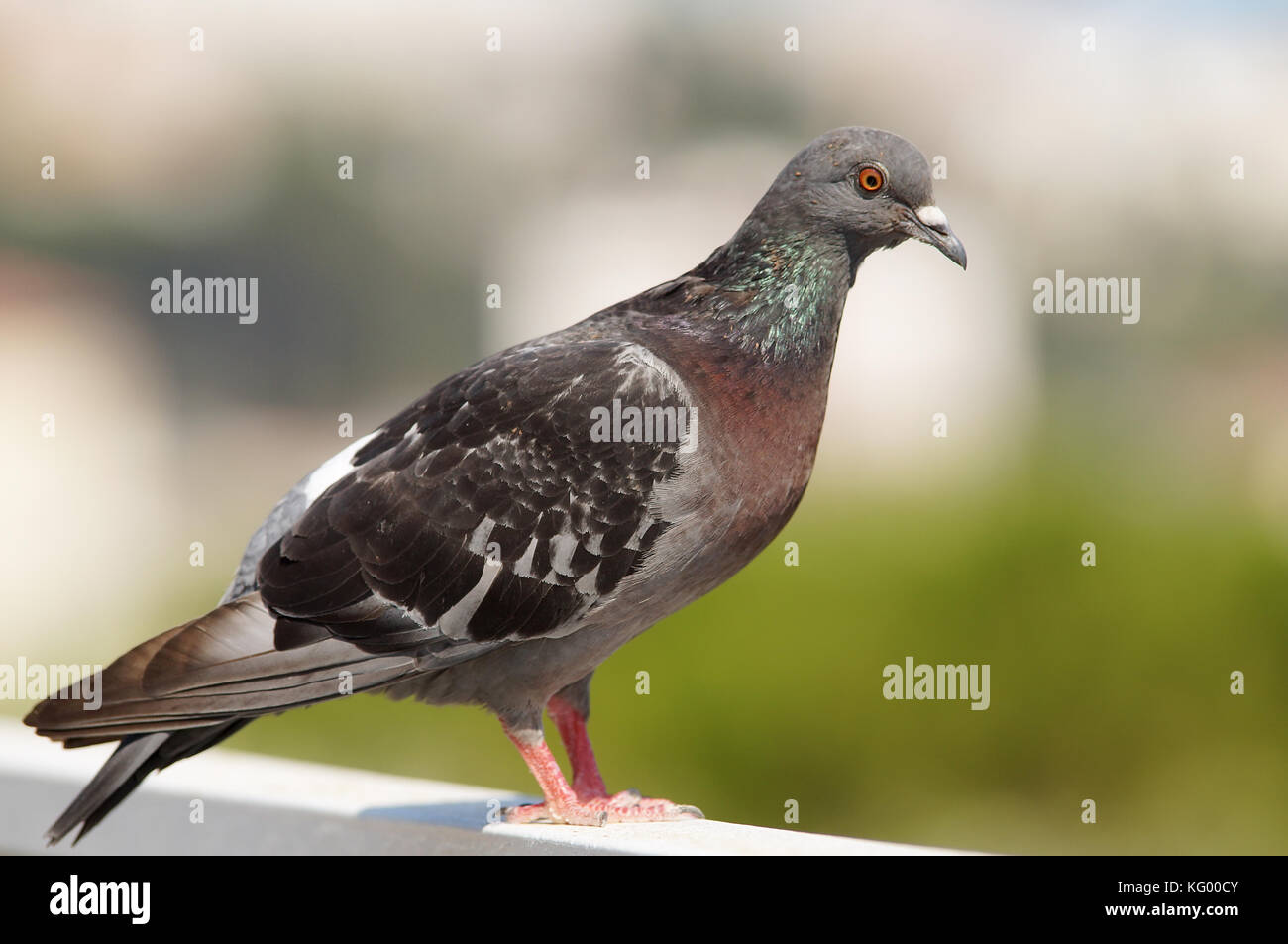 Young rock pigeon on a wall in southern France Stock Photo