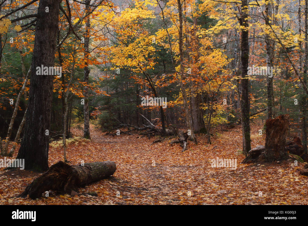 Nature trail in Autumn Stock Photo - Alamy