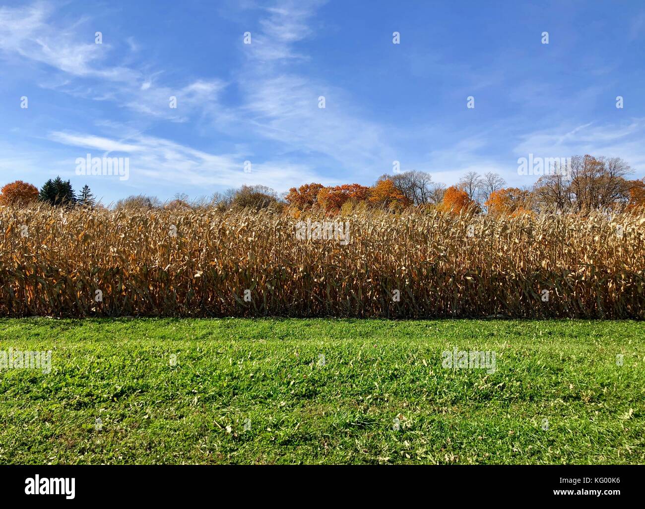 Autumn corn waiting for harvest Stock Photo