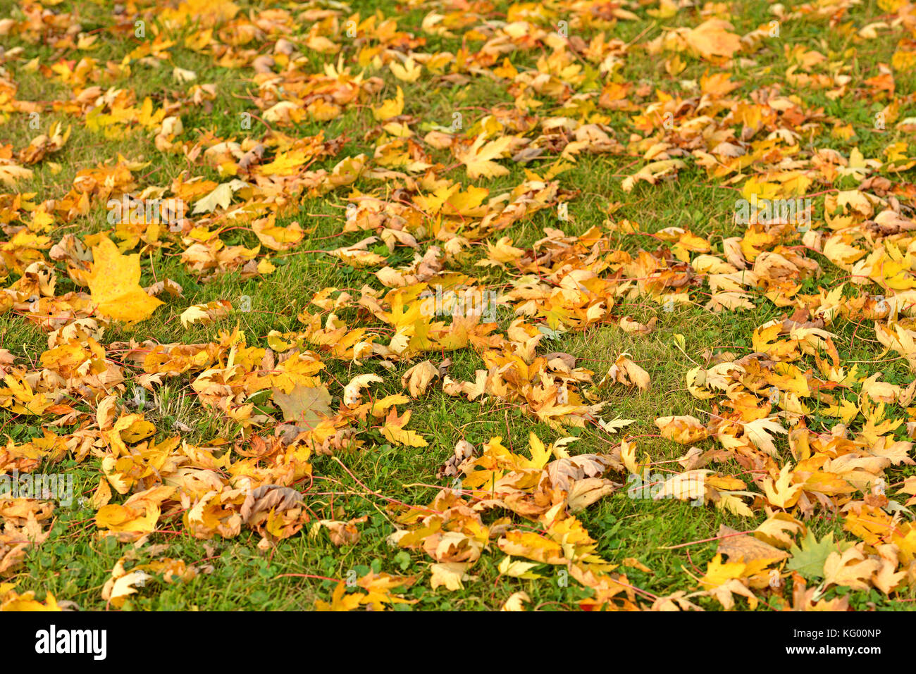 Carpet of yellow leaves hi-res stock photography and images - Alamy