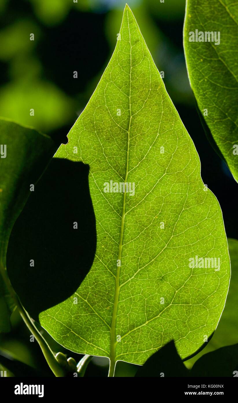 Back lit green leaf Stock Photo