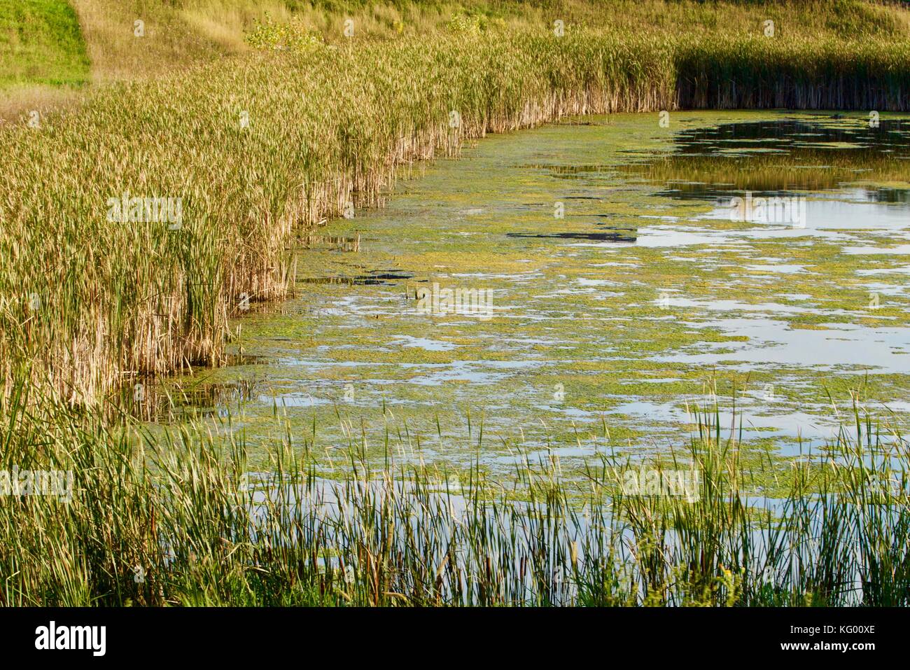 Moss covered pond with reeds Stock Photo Alamy