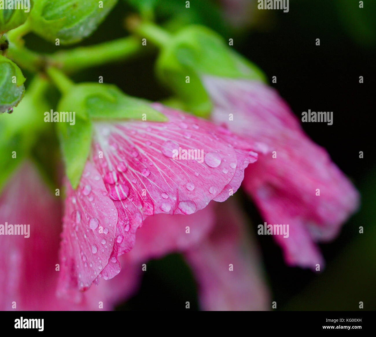 Water droplets on a hollyhock Stock Photo