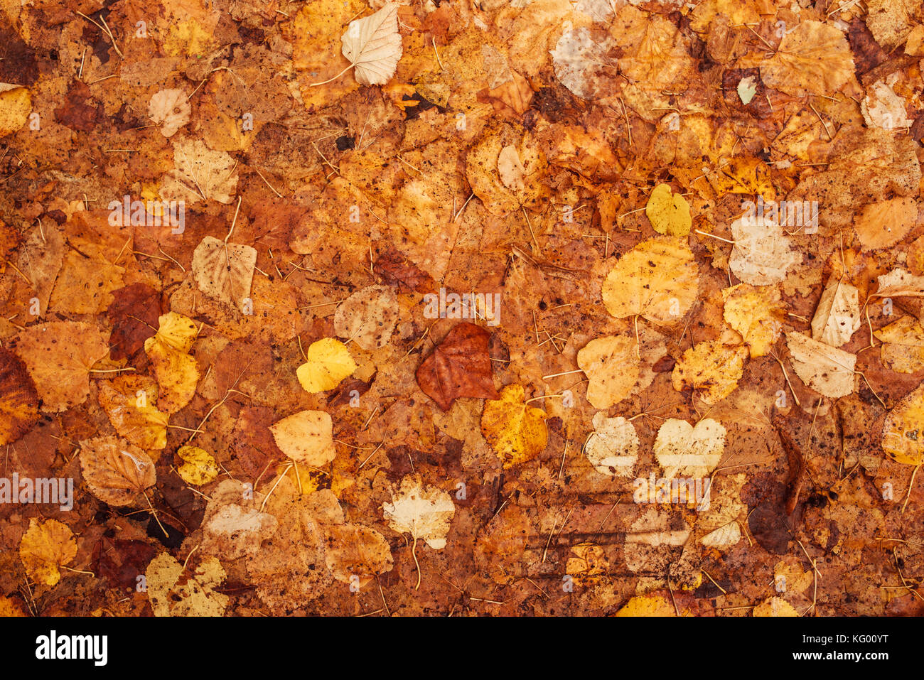 Fall Texture Yellow Autumn leaves on the ground, top view. Yellow natural organic texture ...