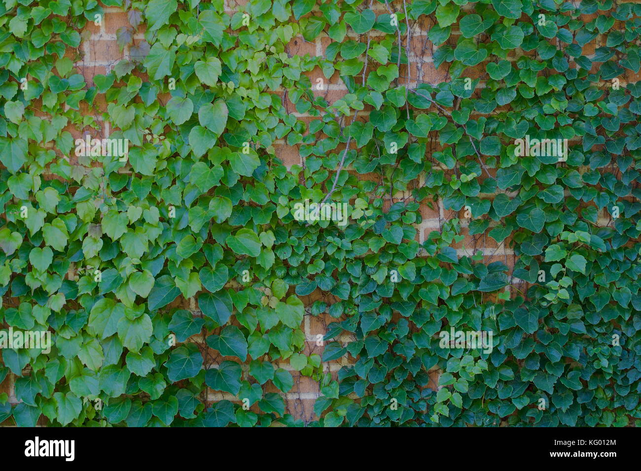 Brick wall with green vines Stock Photo