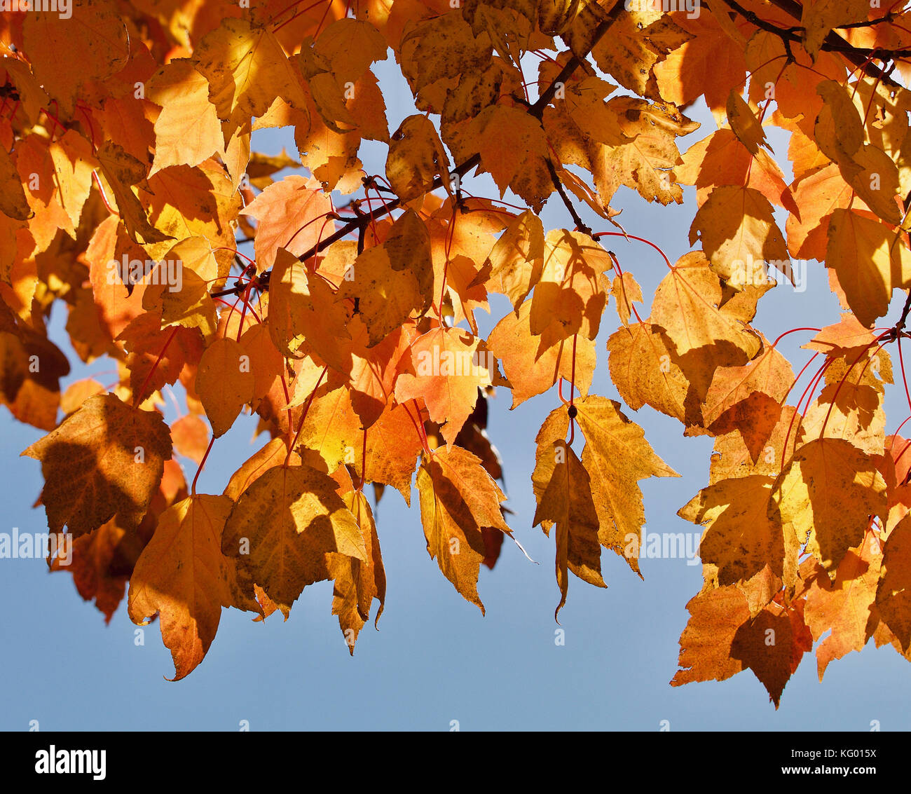 Golden autumn leaves closeup Stock Photo