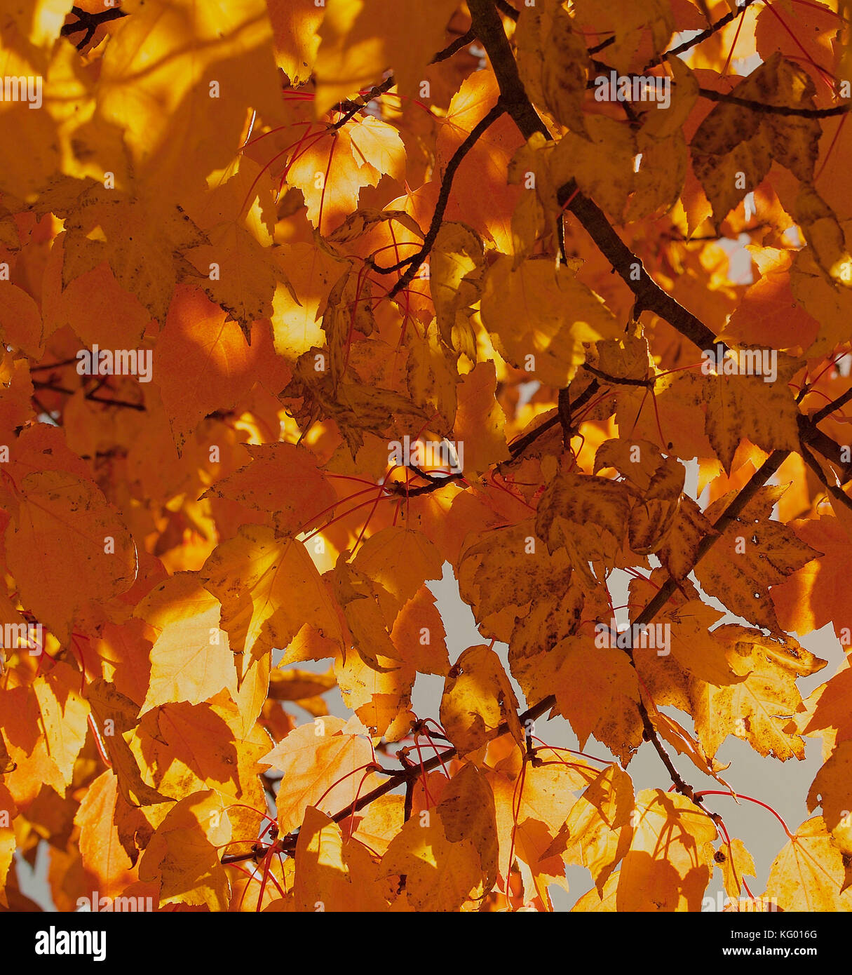 Golden Autumn Leaves Stock Photo - Alamy