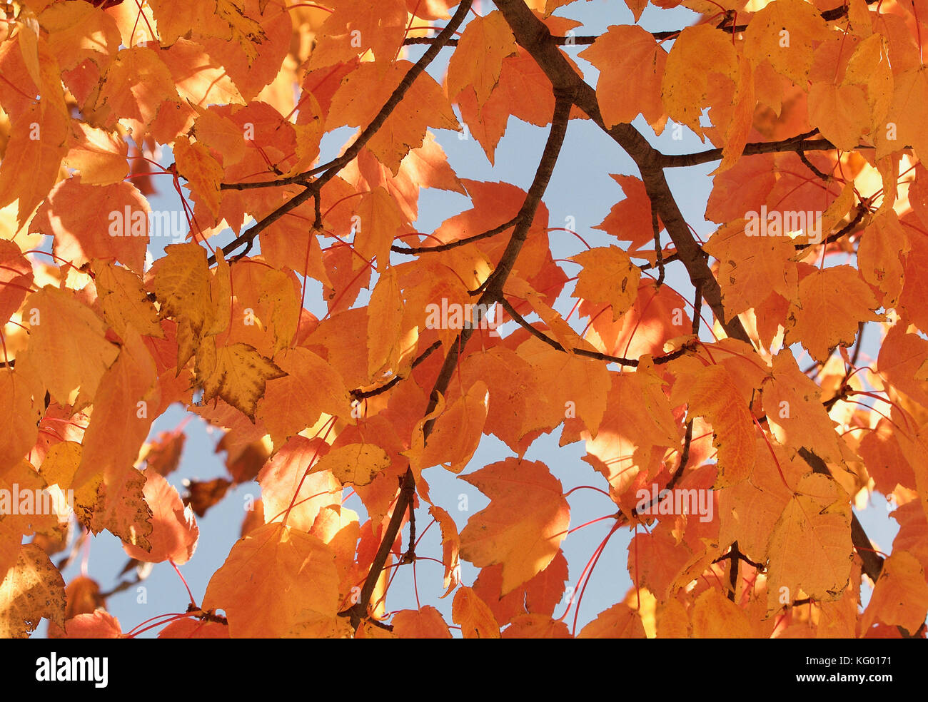 Yellow orange maple leaves hi-res stock photography and images - Alamy