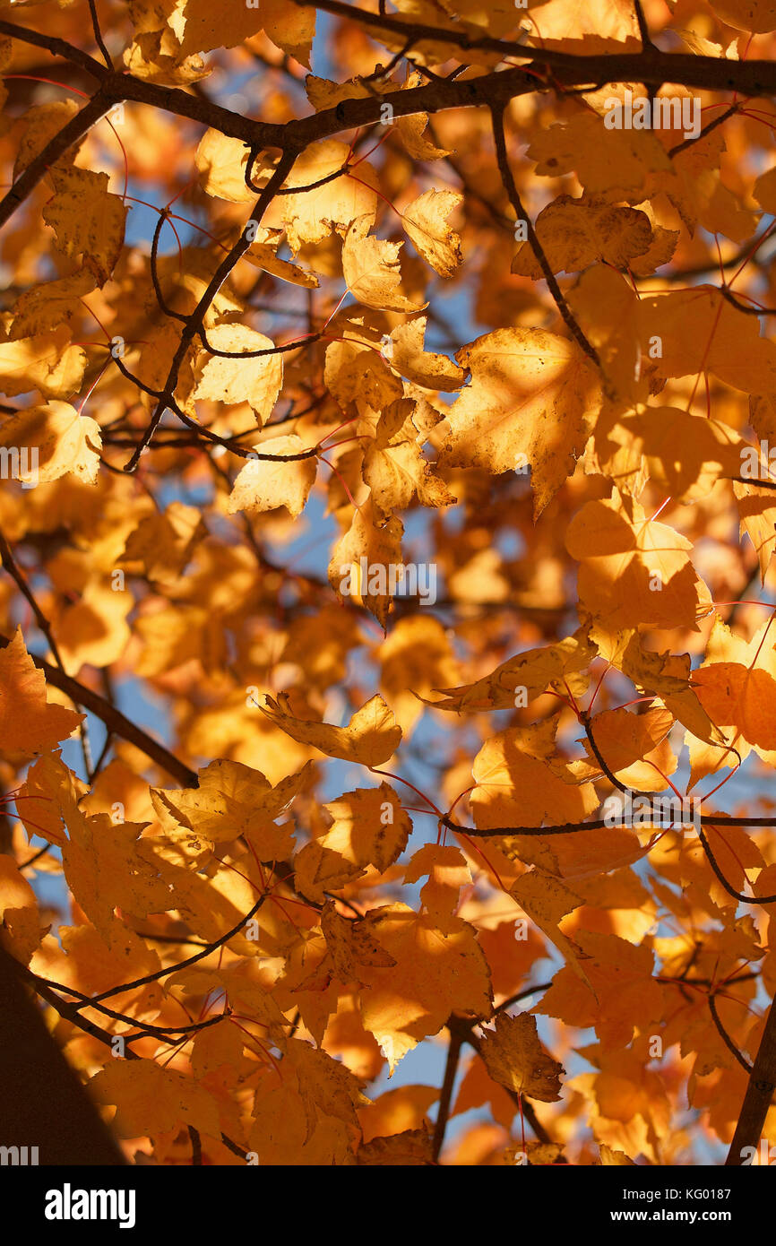 Gold yellow autumn maples leaves Stock Photo
