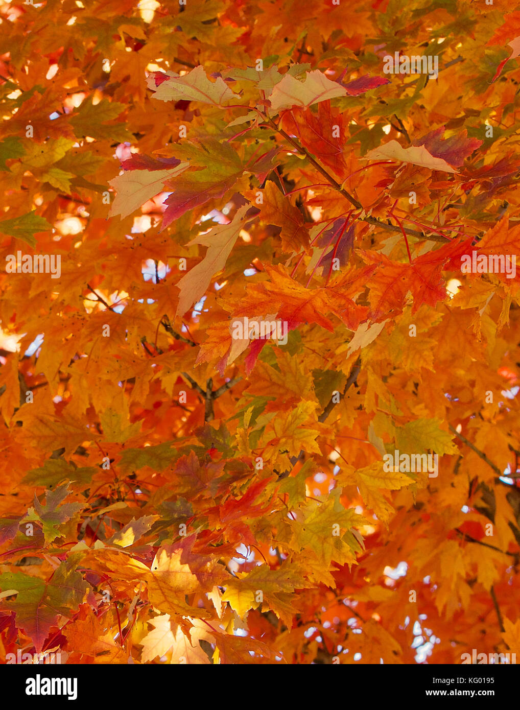 Brilliant orange, yellow and green autumn maple leaves Stock Photo