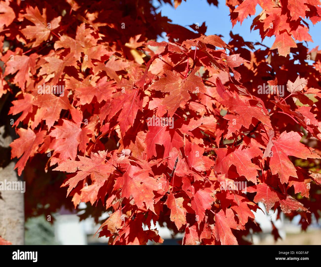 Red autumn maple leaves Stock Photo