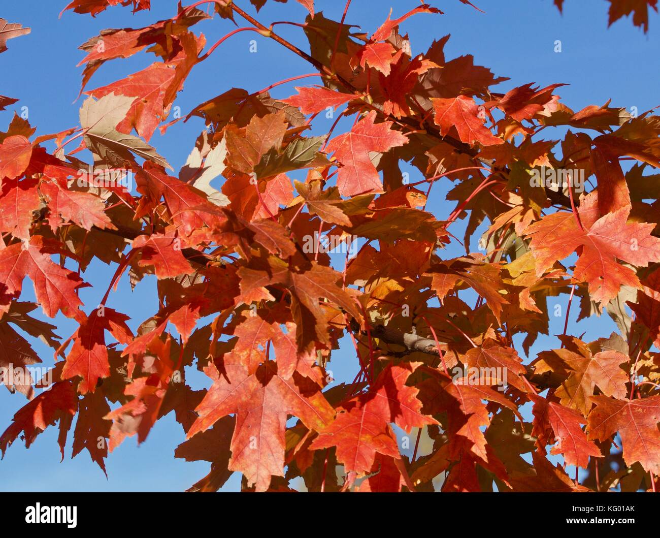 Blue sky, autumn leaves Stock Photo
