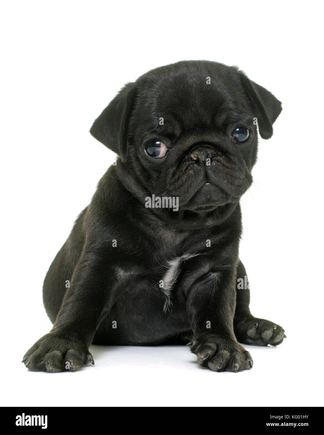 Pug black cheap white