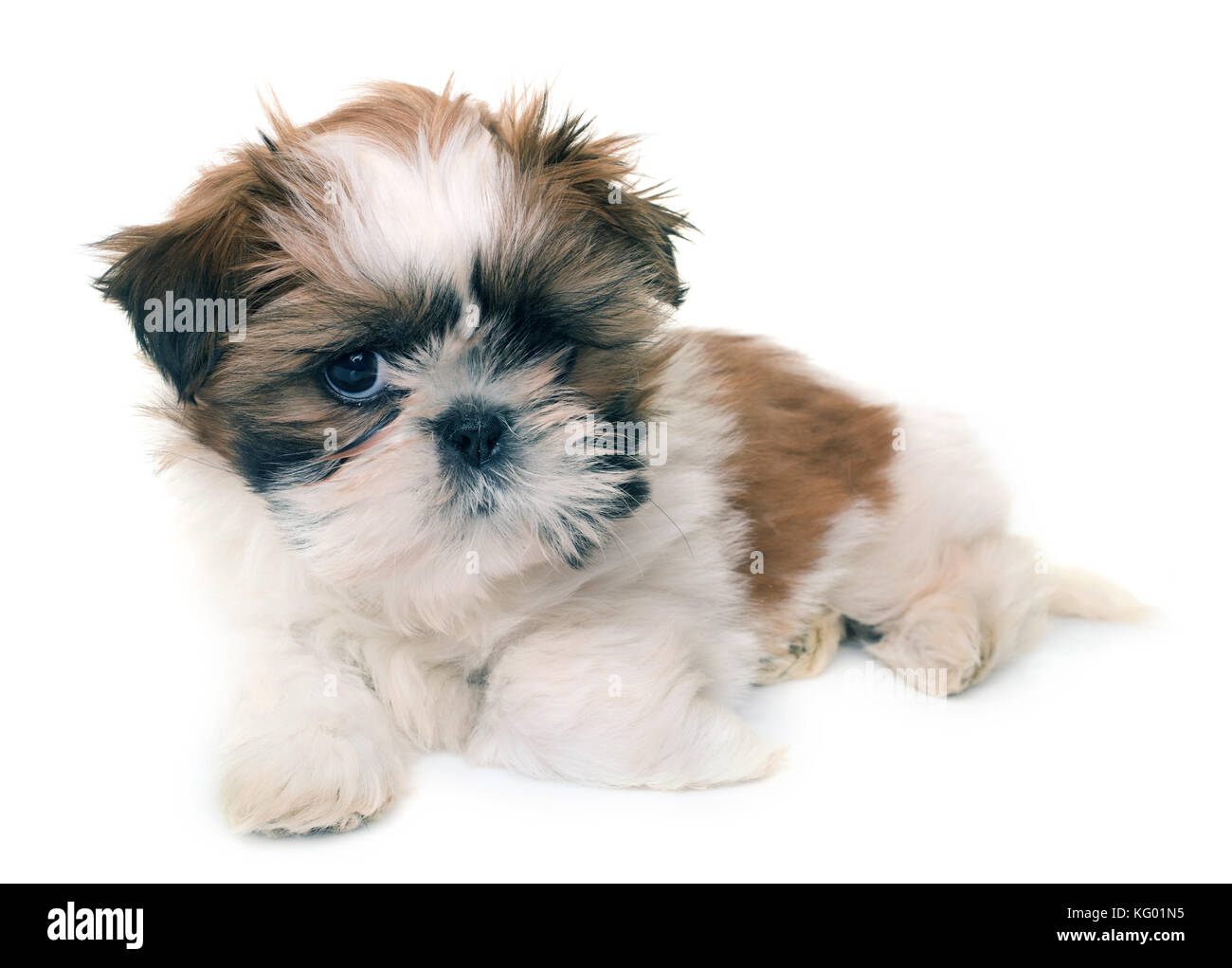 shih-tzu-puppy-in-front-of-white-background-stock-photo-alamy