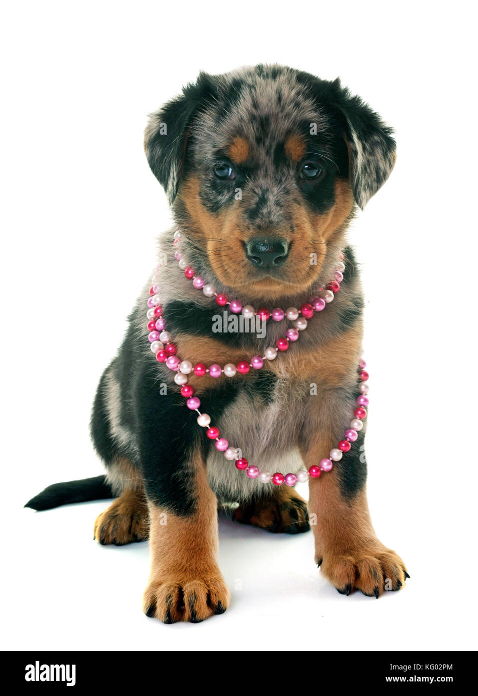 puppy beauceron in front of white background Stock Photo - Alamy