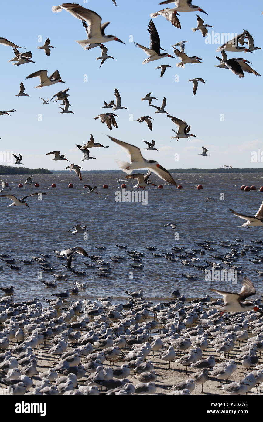 A large flock of birds, Skimmers and seagulls, take off flying from a Florida Beach. Stock Photo
