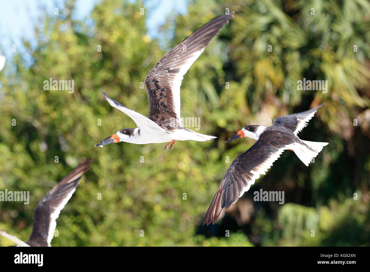 A large flock of birds, Skimmers and seagulls, take off flying from a