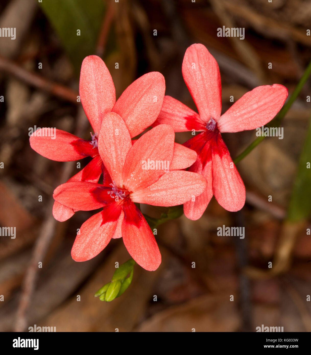 Cluster of salmon pink / orange flowers of Freesia laxa syn. Anomatheca laxa against dark background Stock Photo