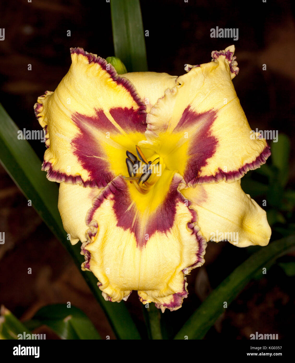Spectacular yellow flower with dark red frilly edged petals of daylily, Hemerocallis 'Sunday Sandals - on dark background Stock Photo