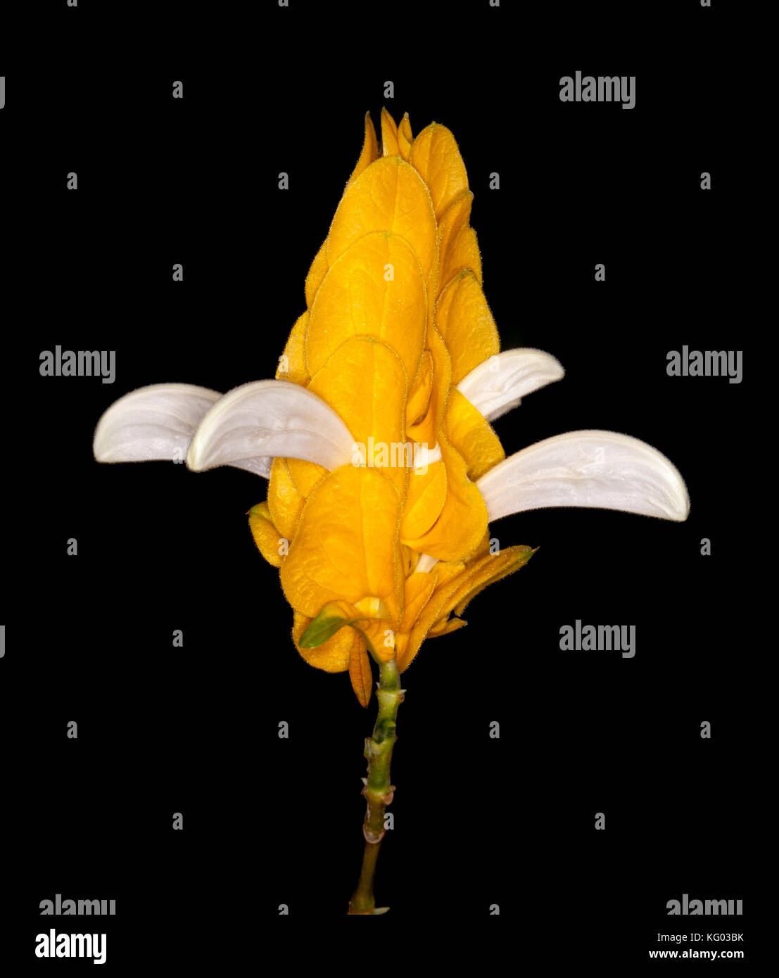 White flowers surrounded by vivid golden yellow bracts of evergreen shrub Pachystachys lutea, Lollipop Plant, on black background Stock Photo