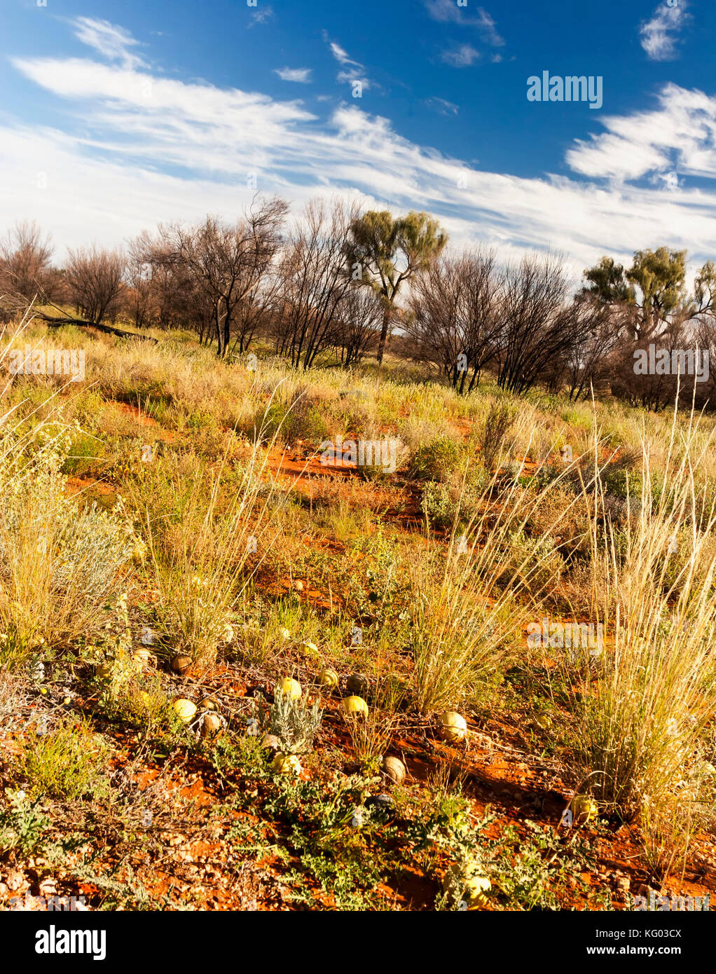 Noxious australian weed hi-res stock photography and images - Alamy