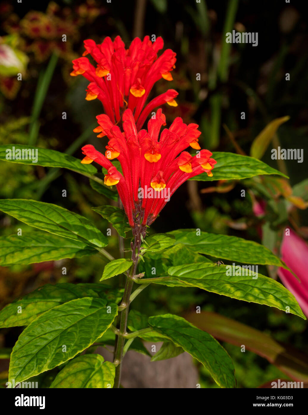 Vivid red flowers and emerald green leaves of Scuttelaria 'Jester's Joy' against dark background Stock Photo