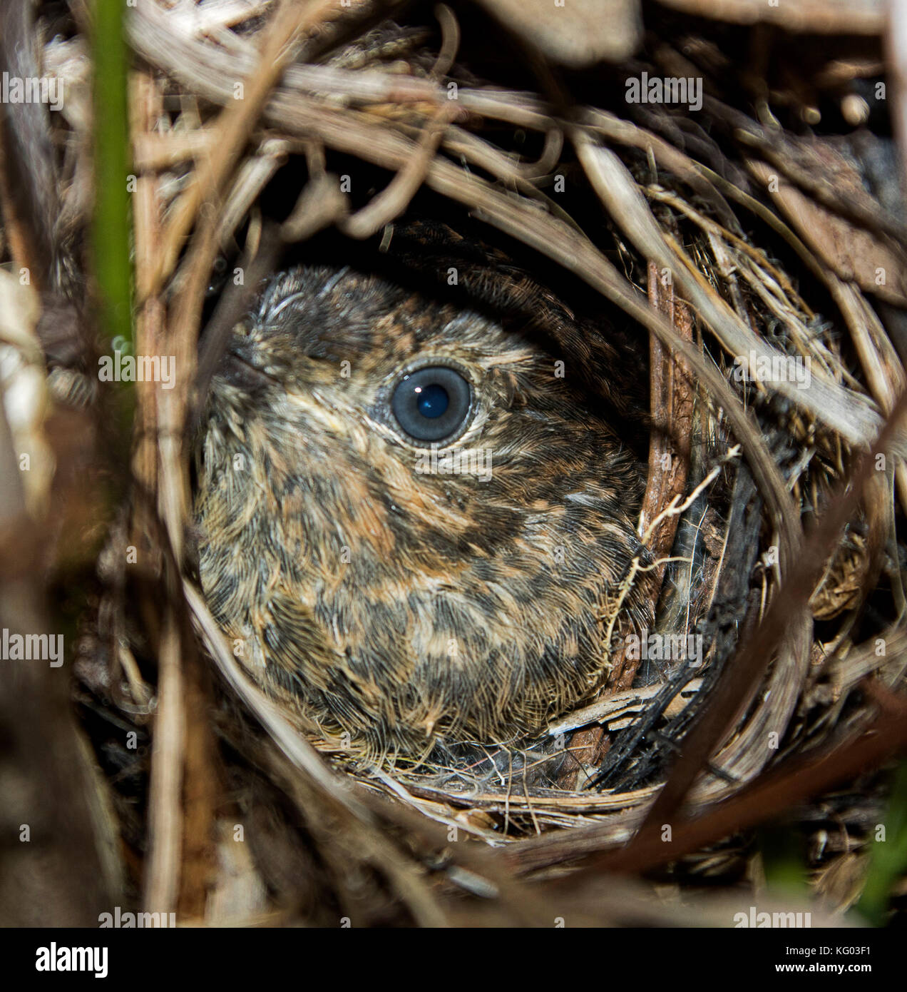 Chick of Australian white-browed scrub wren, Sericornis frontalis, peering, with alert expression, from nest of sticks in garden Stock Photo