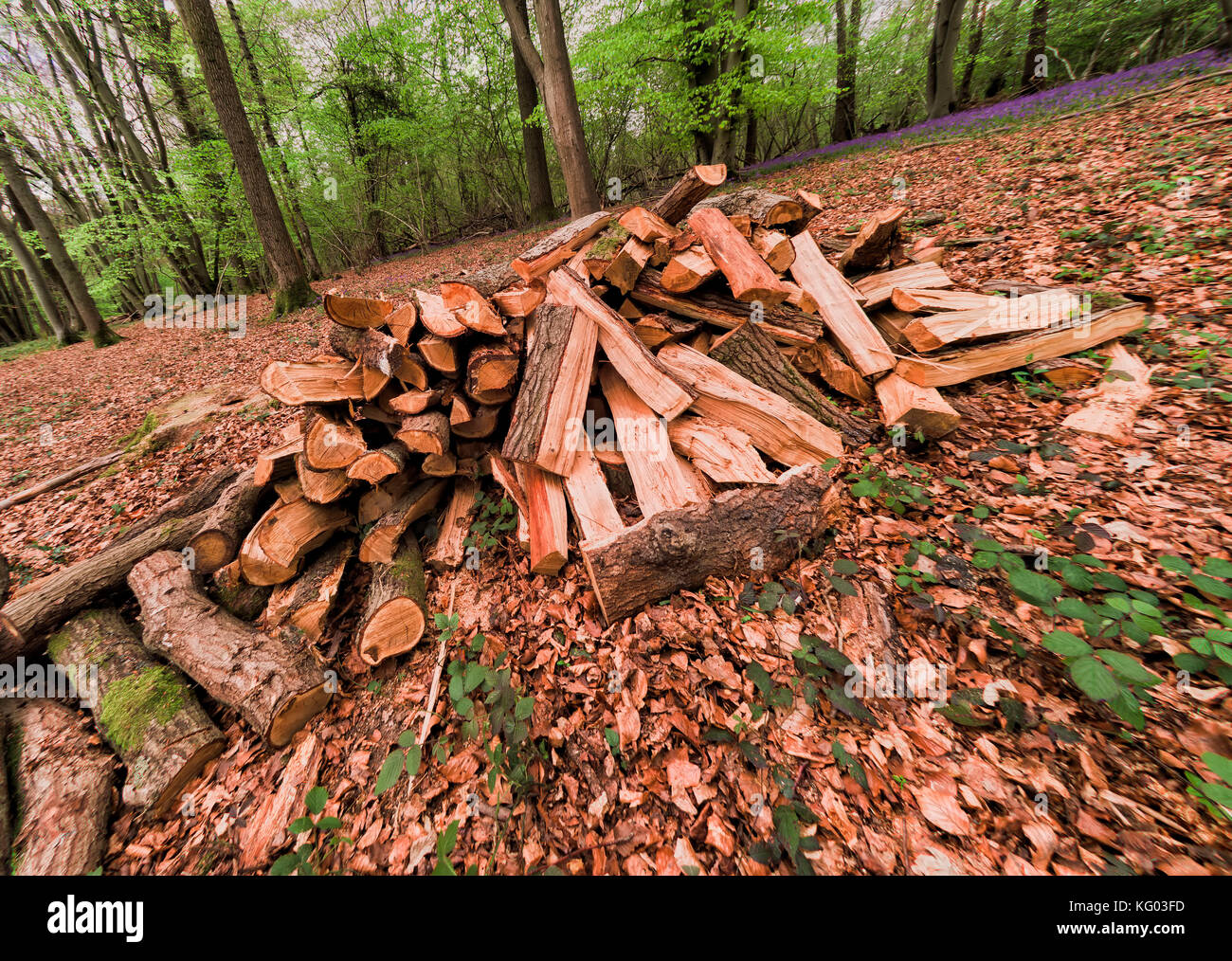 Woodpile for charcoal production in bluebell wood, Wakehurst, Surrey, England Stock Photo