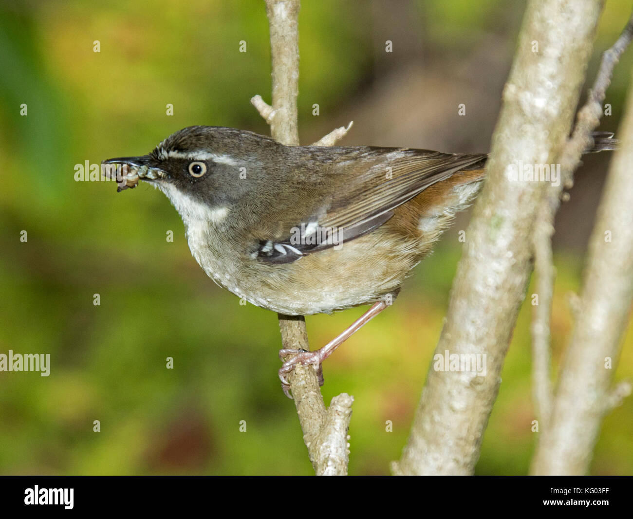 Australian white-browed scrubwren, Sericornis frontalis, against light green background in garden carrying food for chick in bill Stock Photo