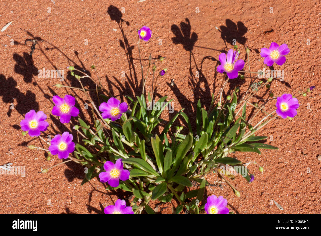 australian desert plants