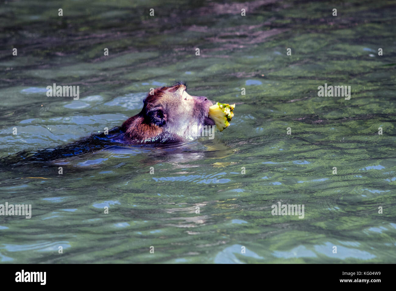 Asia. Thailand. Koh Lanta island. Monkey retrieving a piece of pineapple launched by tourists. Stock Photo