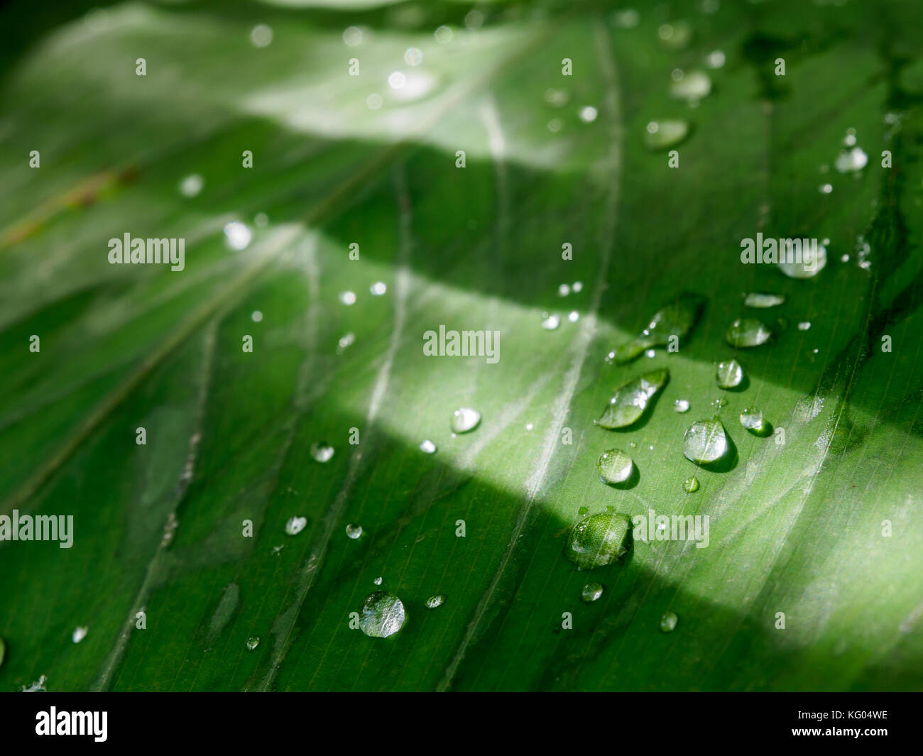 leaves with water drops isolated on a white background Stock Photo - Alamy