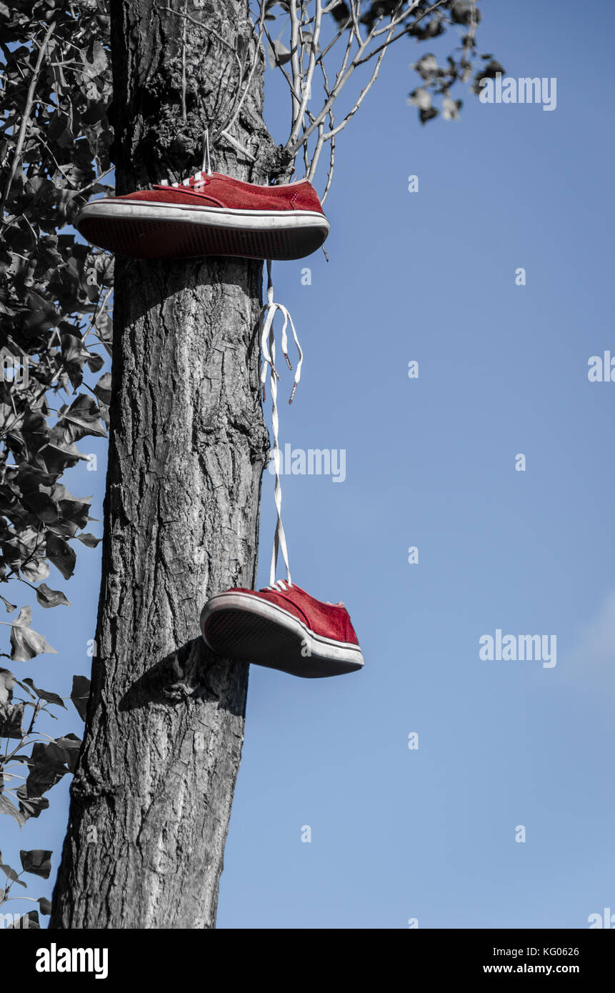 Shoes hanging in the tree Stock Photo Alamy