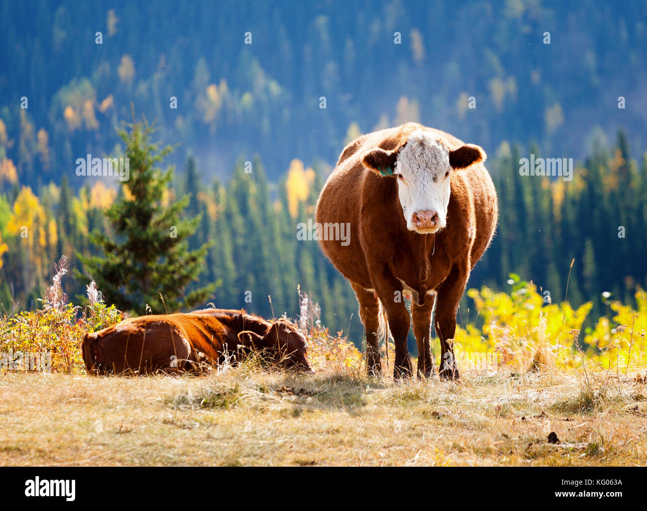 The Curious Cow in Alberta Stock Photo