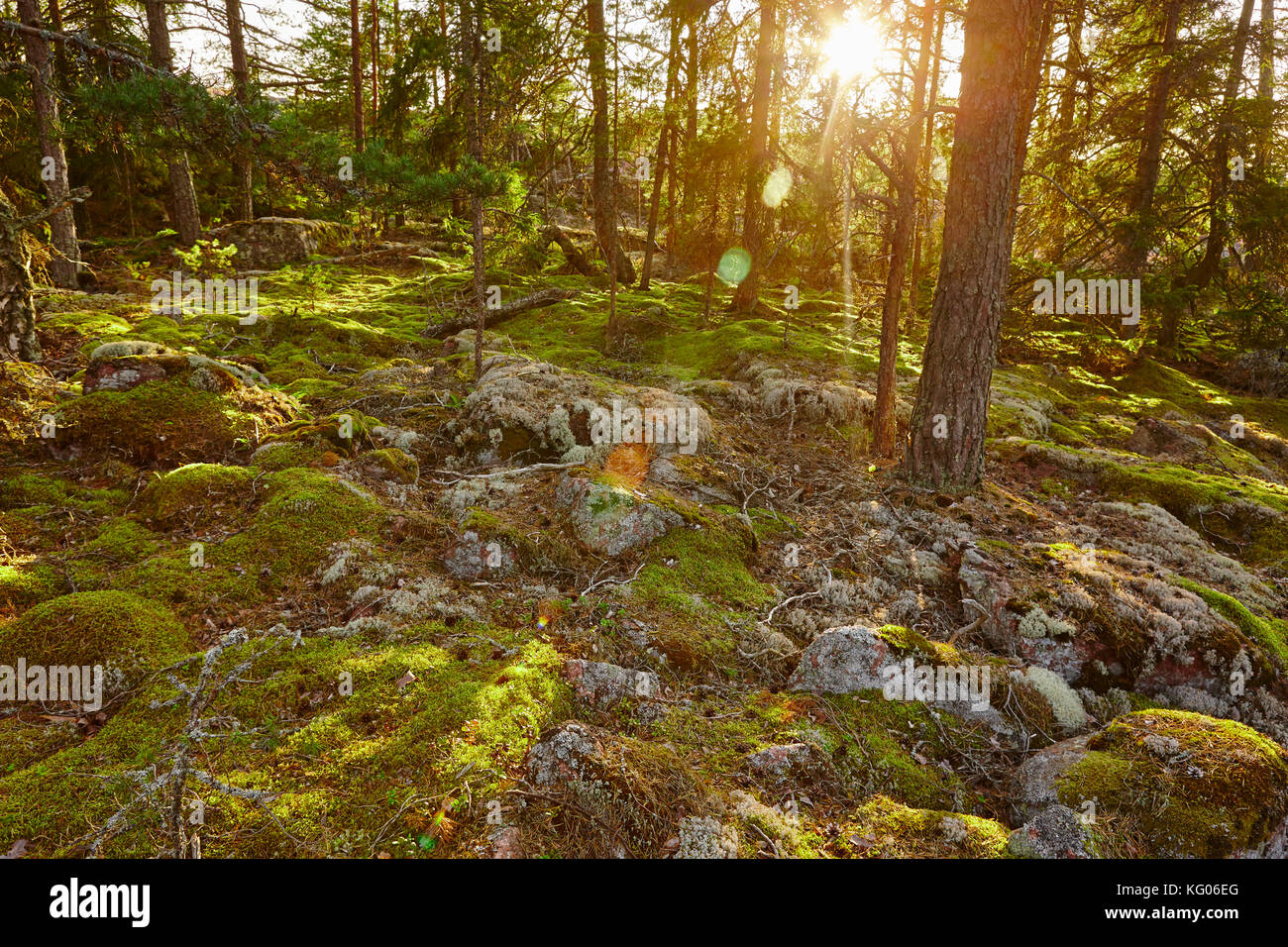 Pine wood forest in Finland at sunset. Nature background. Horizontal